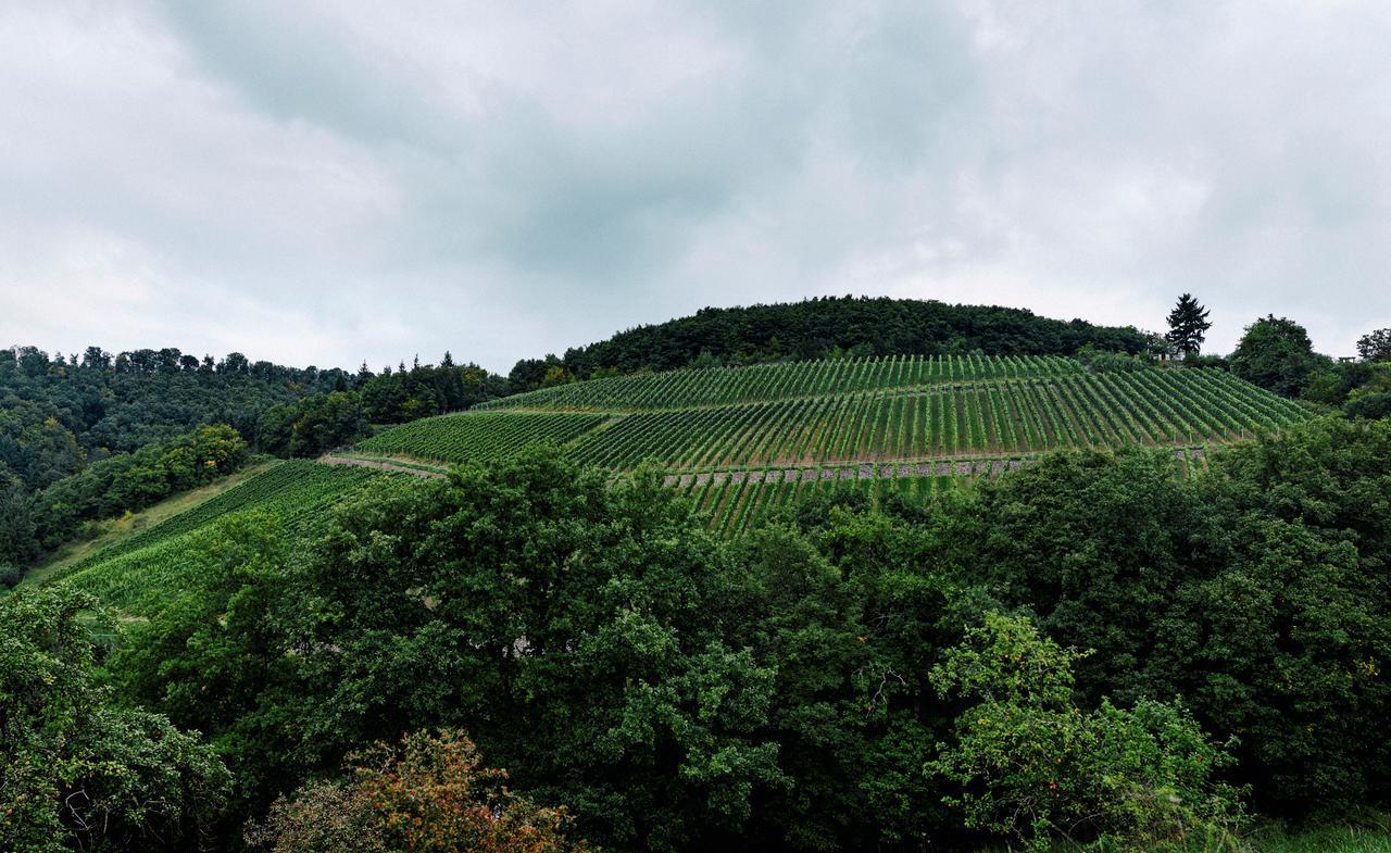 Weingut Hees - Landgasthof Zum Jaeger Aus Kurpfalz Auen Экстерьер фото
